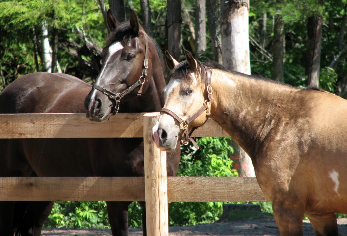 Comment soigner la dermite estivale de son cheval ?